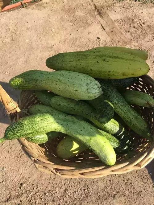 内蒙古拉拉圈网红吃瓜,揭秘草原网红背后的故事